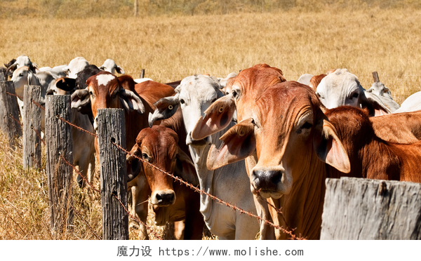 牧场上成群结队的灰色和棕色母牛抑制牛在牧场上的倒钩丝护栏网